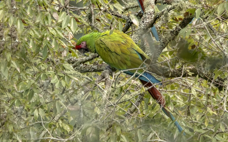 13_DICIEMBRE_2023_Guacamaya01