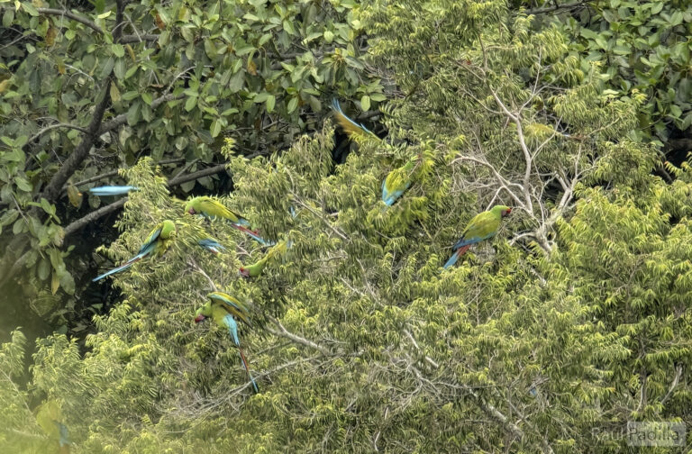 13_DICIEMBRE_2023_Guacamaya05