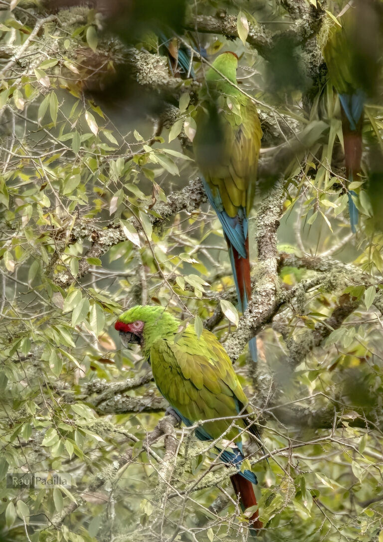 13_DICIEMBRE_2023_SEMARNATH_Guacamaya06