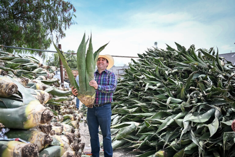 23_DICIEMBRE_2023_AGRICULTURA_Hijuelos de maguey-3