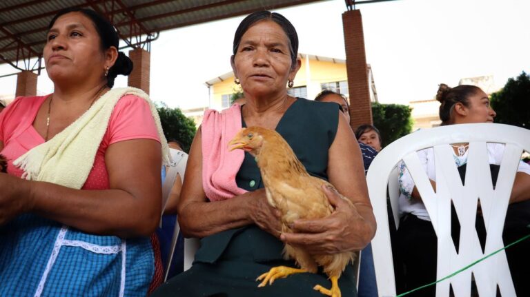 010924_AGRICULTURA_ Vientres ovinos y aves de doble propósito, para habitantes de Jaltocán_03