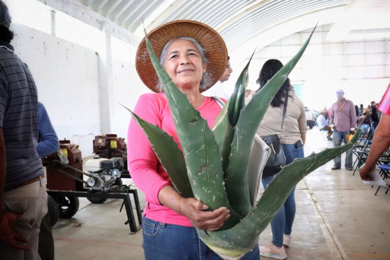 26 DICIEMBRE 2024_AGRICULTURA_MAGUEY