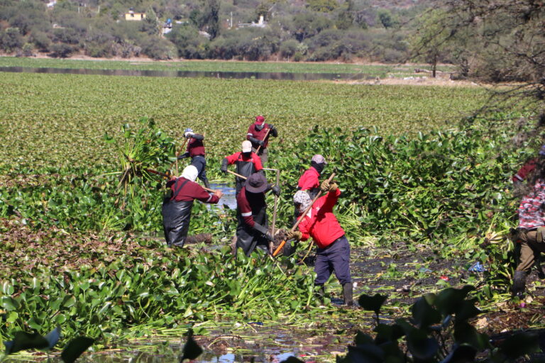 Copia de FOTO 12 DICIEMBRE 2024_SEMARNATH_Trabajos en el litoral de la presa Endhó