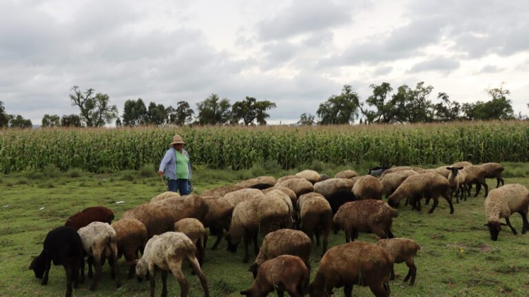 01 ENERO 2025_AGRICULTURA_Hidalgo se posiciona en los primeros lugares del país en producción de lana y carne de ovinos (2)