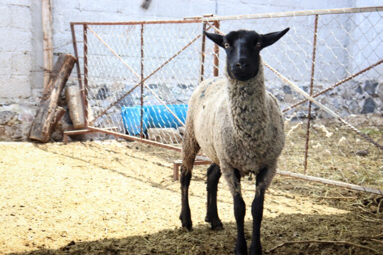 01 ENERO 2025_AGRICULTURA_Hidalgo se posiciona en los primeros lugares del país en producción de lana y carne de ovinos (3)