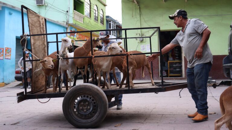 01 ENERO 2025_AGRICULTURA_Hidalgo se posiciona en los primeros lugares del país en producción de lana y carne de ovinos