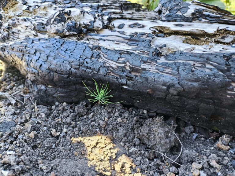 04 ENERO 2025_SEMARNATH_SEGUIMIENTO A LA ESTRATEGIA DE REFORESTACIÓN CON ESFERAS DE VIDA (2)