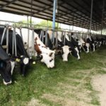 Bienestar animal impulsa la producción pecuaria rentable y sostenible